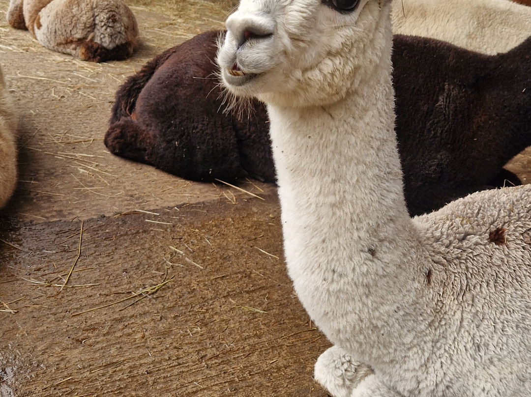 Cotswold Alpacas-切尔滕纳姆必去景点