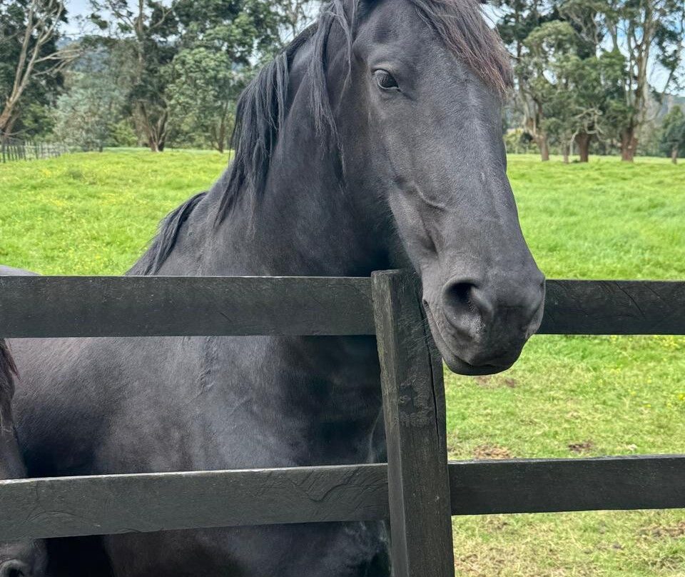 Haras Cerro Punta-Cerro Punta必去景点