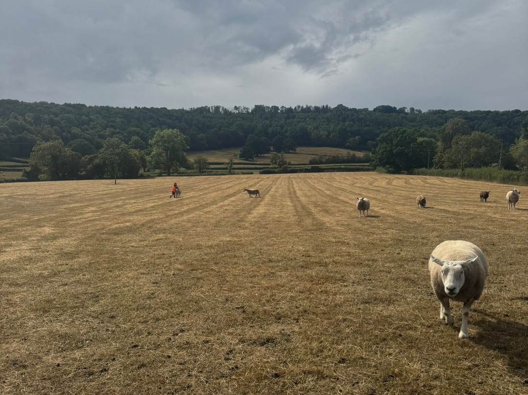 Somerset Sheep Trekking-Pitminster必去景点
