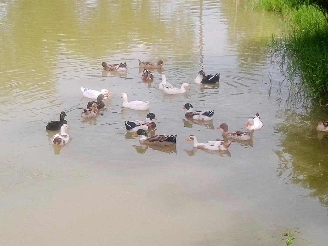 Ram Shyam Village Resort主图