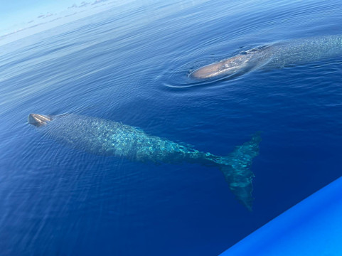Futurismo Azores Adventures-蓬塔德尔加达必去景点