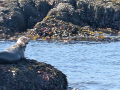 Quoddy Link Marine Inc.-Saint Andrews必去景点