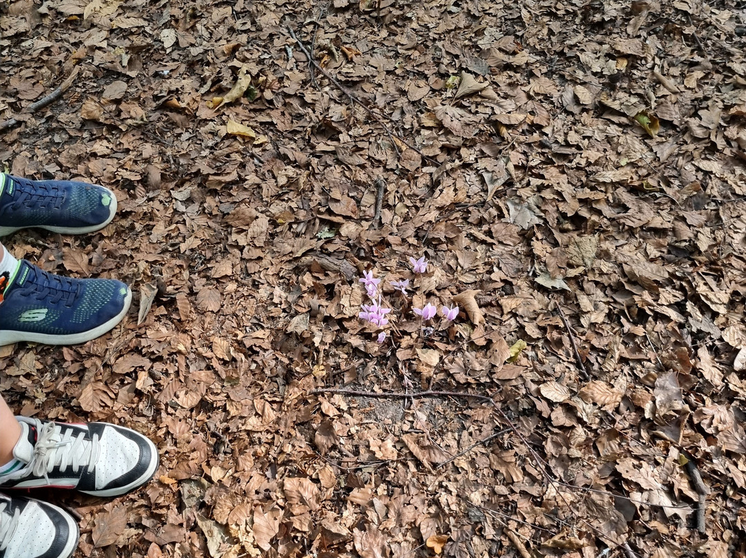 Queen Elizabeth Park-法恩伯勒必去景点