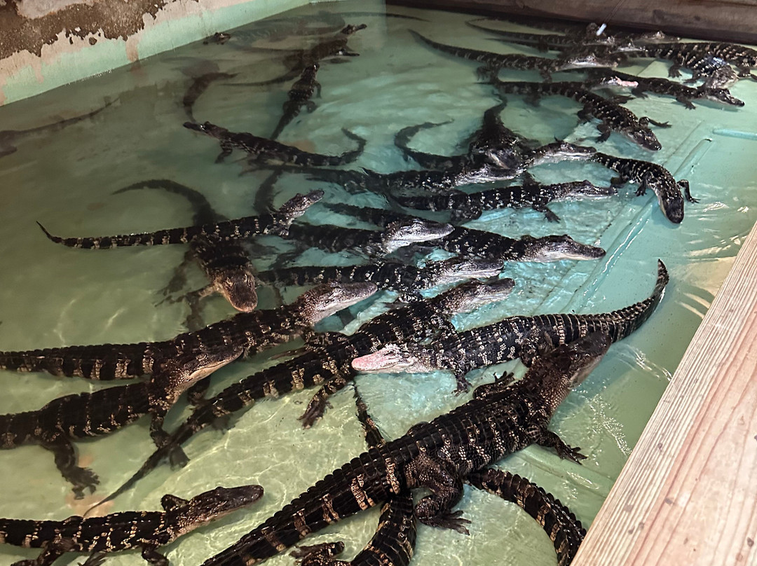 Insta-Gator Ranch & Hatchery-卡温顿必去景点