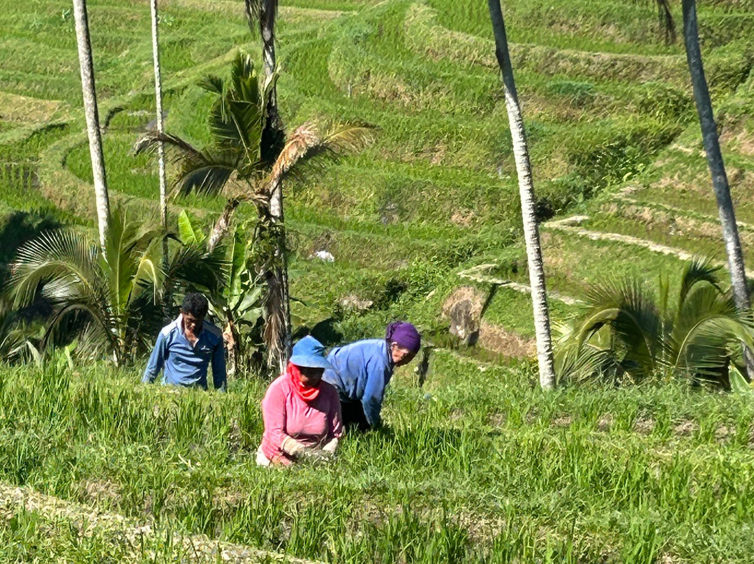 Jatiluwih Cycling & E-bike Tours With Bali By Pedals-达巴南必去景点