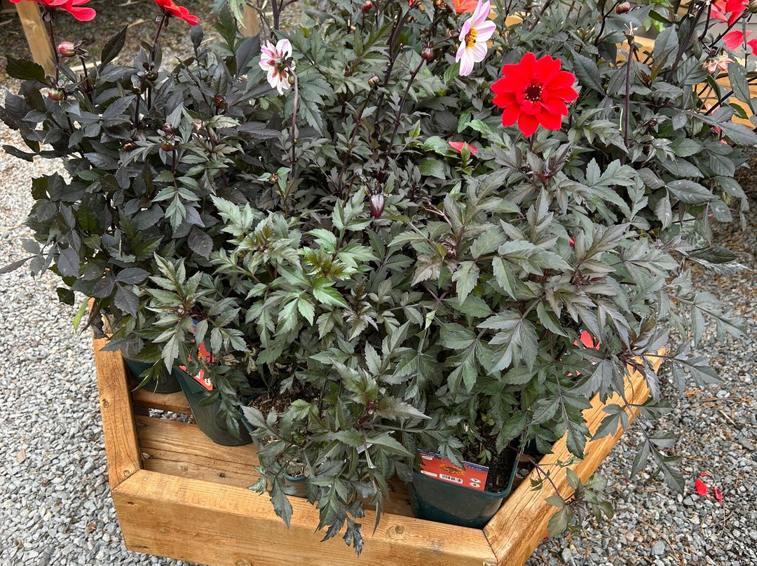 Lanchester Garden Centre-Lanchester必去景点