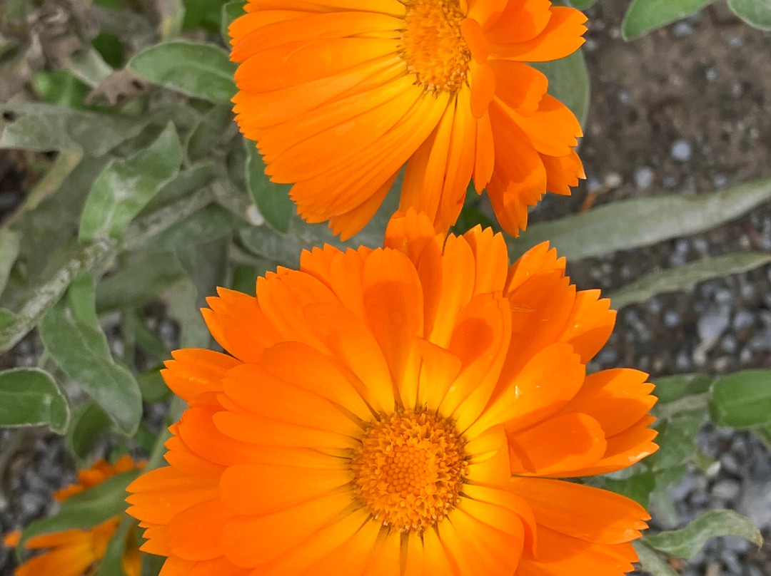 RHS Garden Harlow Carr-哈罗盖特必去景点