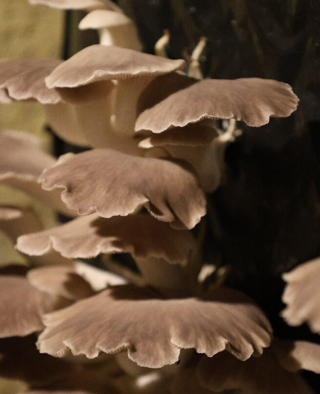 Musée du Champignon-梭缪尔必去景点
