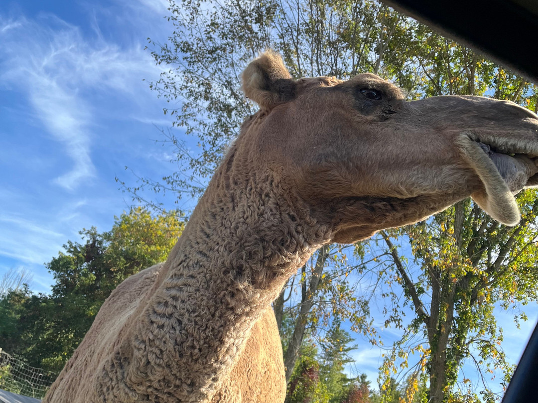 Parc Safari-Hemmingford必去景点