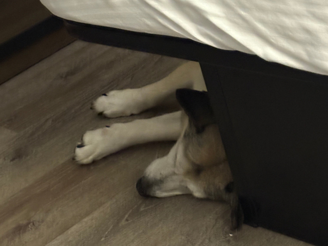 La Quinta Inn by Wyndham Richmond South主图