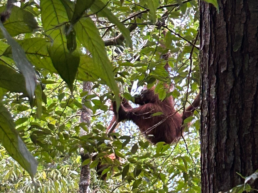 Rudy Ketambe Sumatra Jungle Trekking-Ketambe必去景点