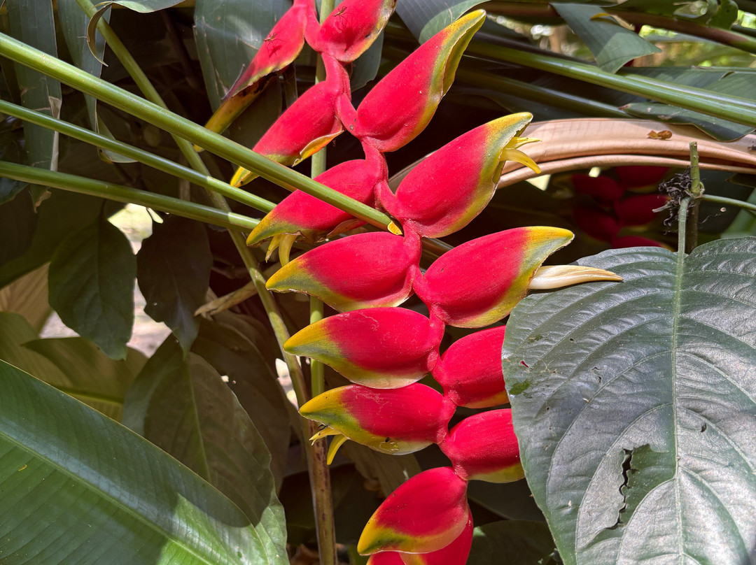 巨人的沉睡花园-纳迪市必去景点