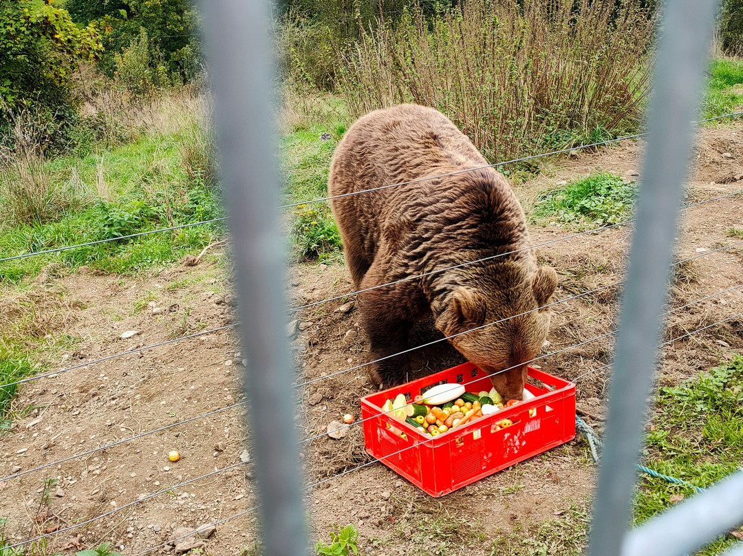 Wild- und Freizeitpark Westerwald-Gackenbach必去景点