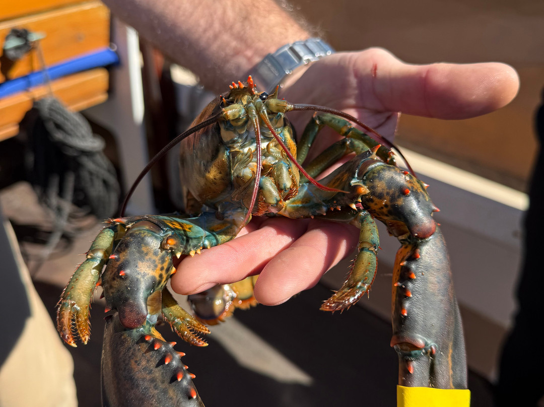 Island Cruises-Bass Harbor必去景点