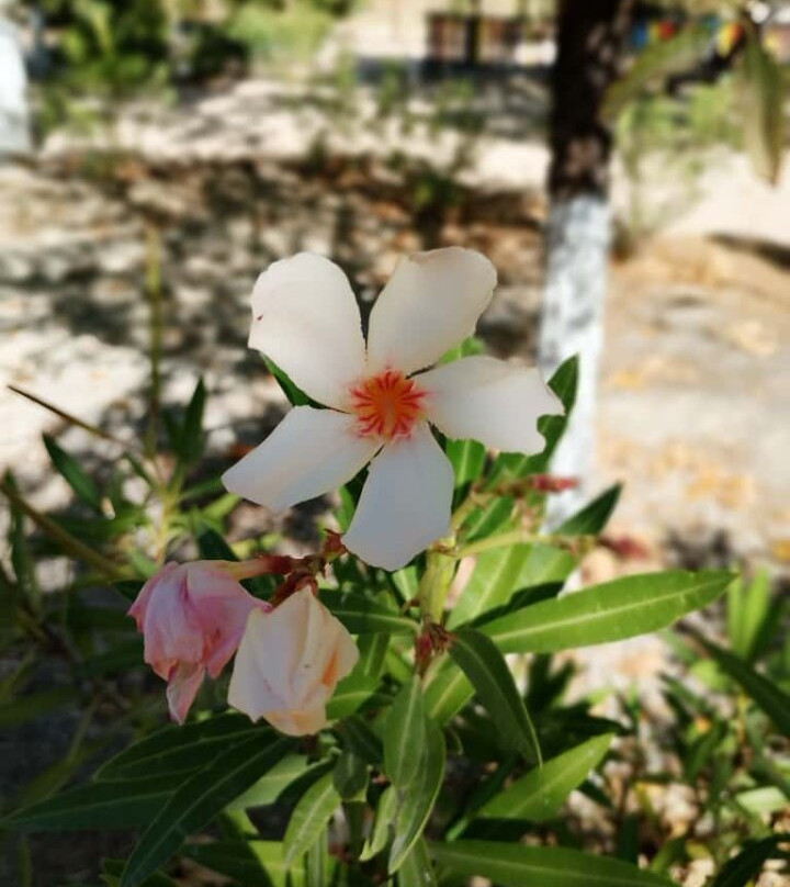 马德里阿甘达住宿加早餐旅馆主图