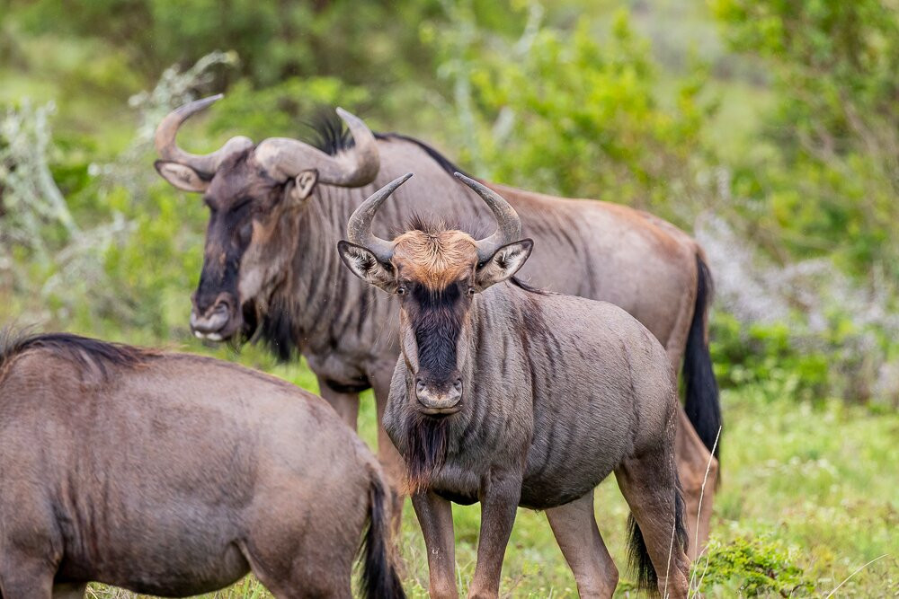 Pumba Private Game Reserve Day Safari-格拉罕镇必去景点