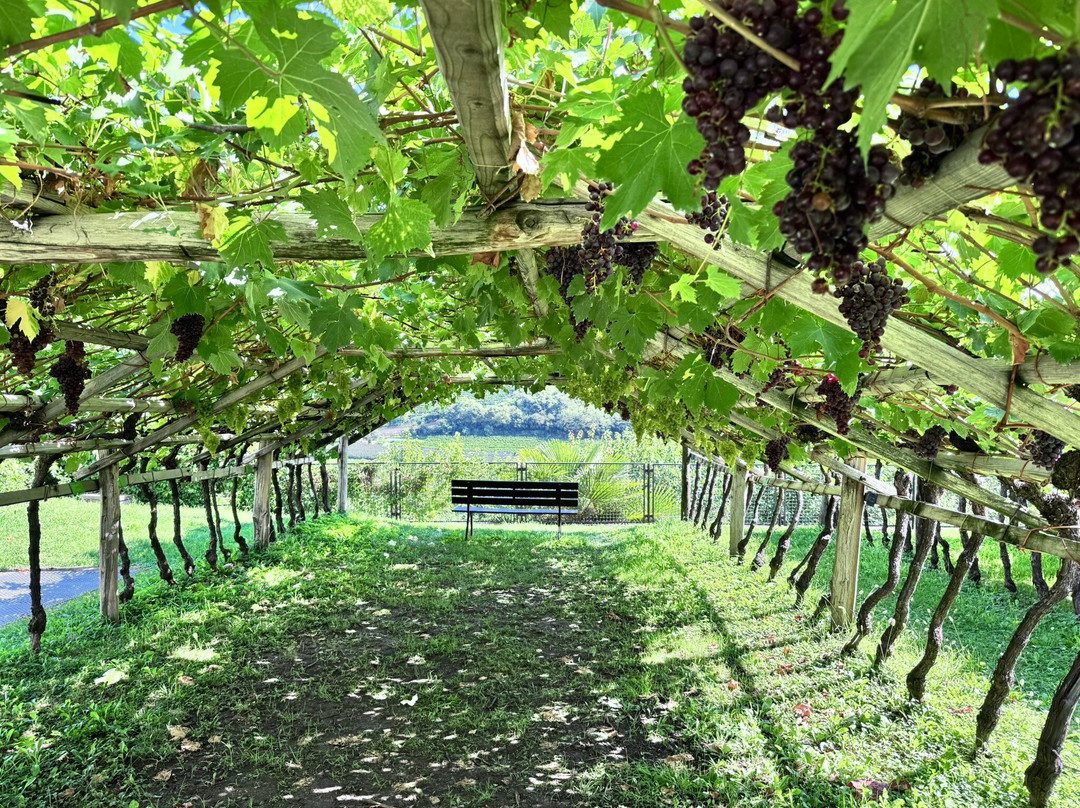 Sudtiroler Weinmuseum-Caldaro sulla Strada del Vino必去景点