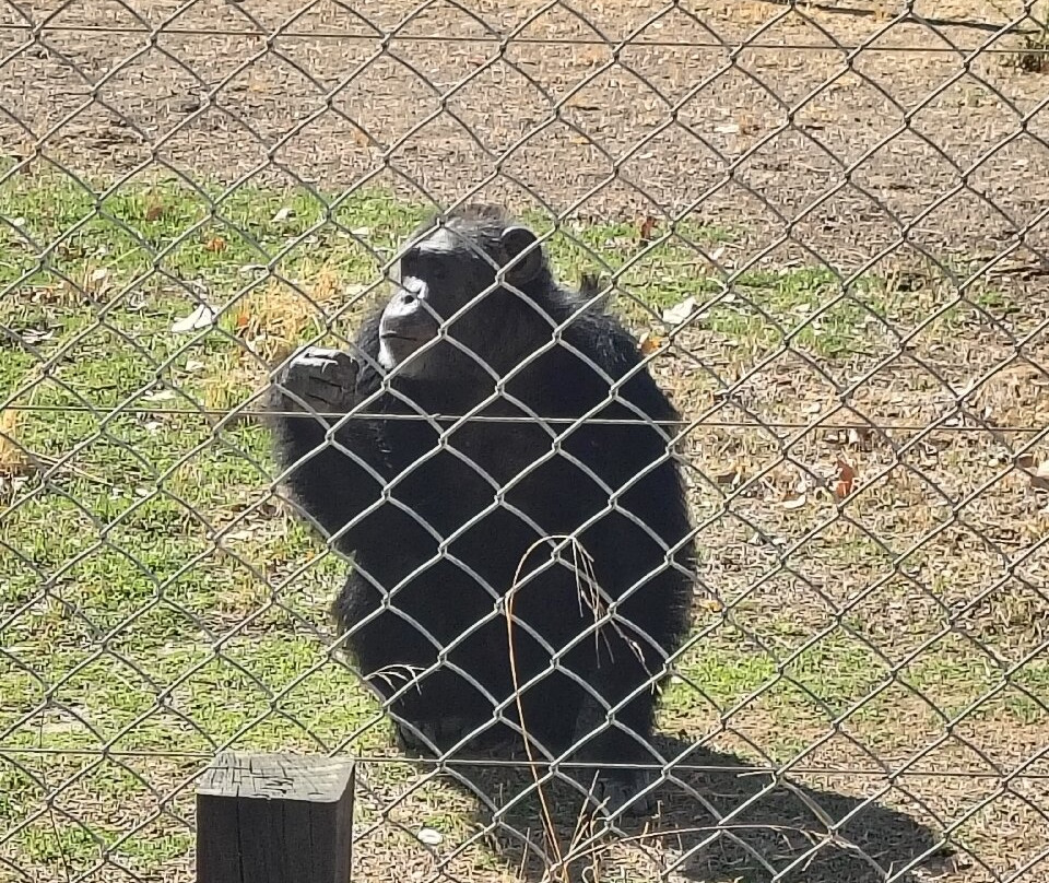 Centro De Rescate Y Recuperación De Primates Rainfer-Fuente El Saz De Jarama必去景点