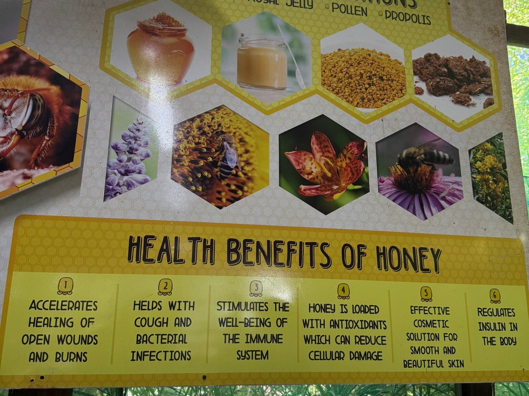 Mayan Bee Sanctuary-San Miguel de Cozumel必去景点