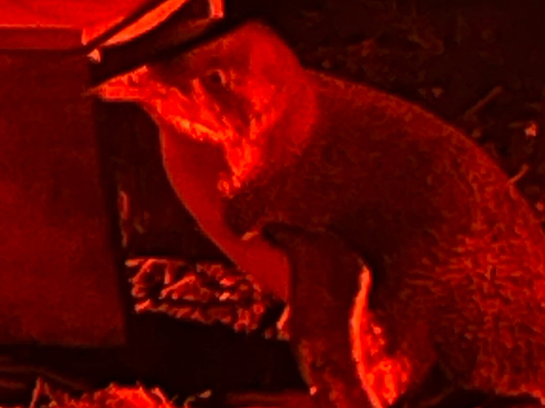 比奇诺观企鹅之旅-比奇诺必去景点