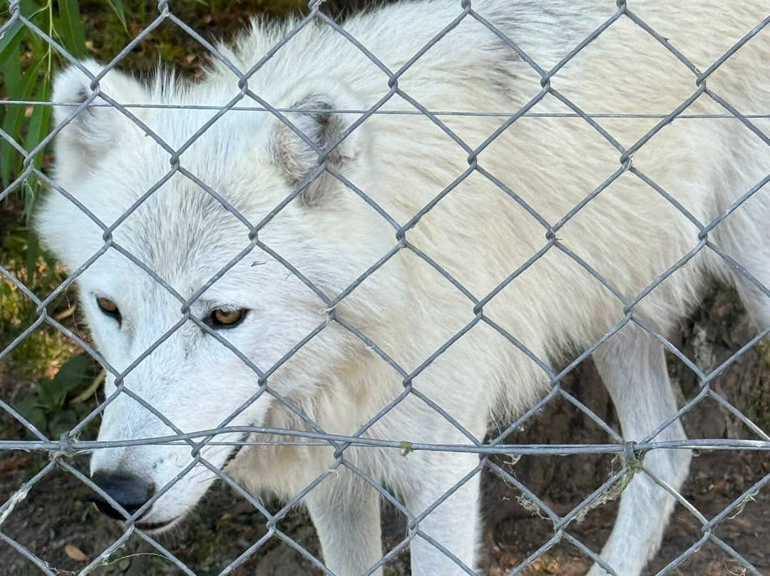 Wingham Wildlife Park-Wingham必去景点