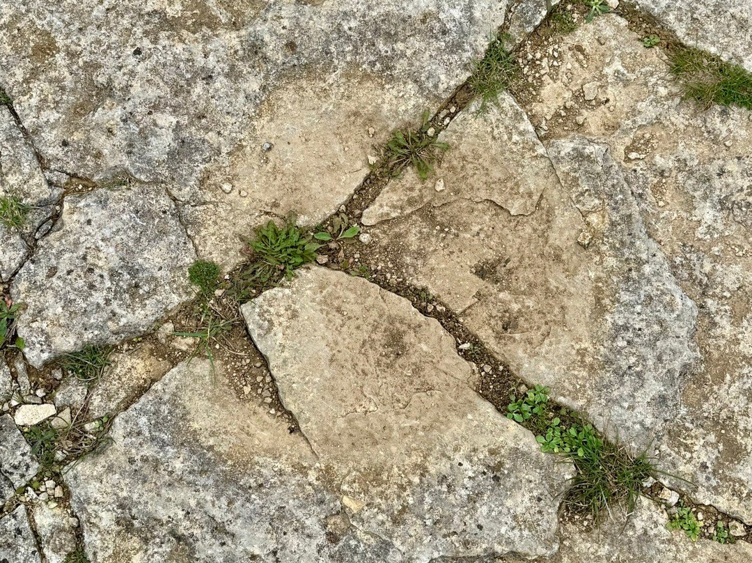 Keates Quarry Dinosaur Footprints-Langton Matravers必去景点