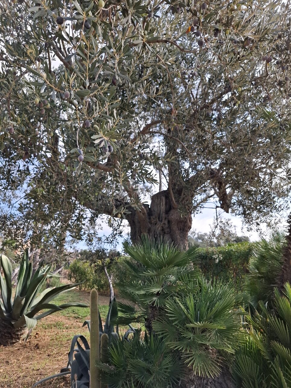 B&B Lekythos-官方