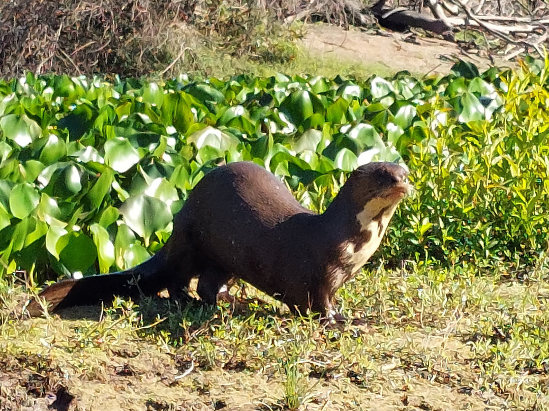 Pantanal Click-米兰达必去景点