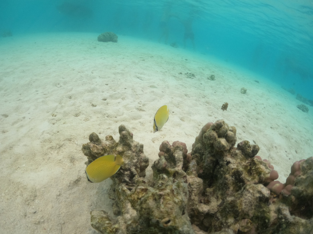 Captain Taina-哈皮迪必去景点