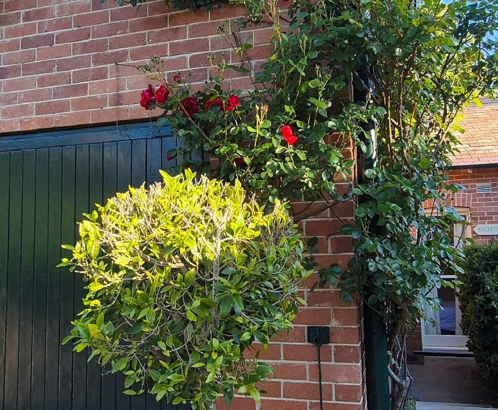 Rowan Brae Historic Guesthouse主图