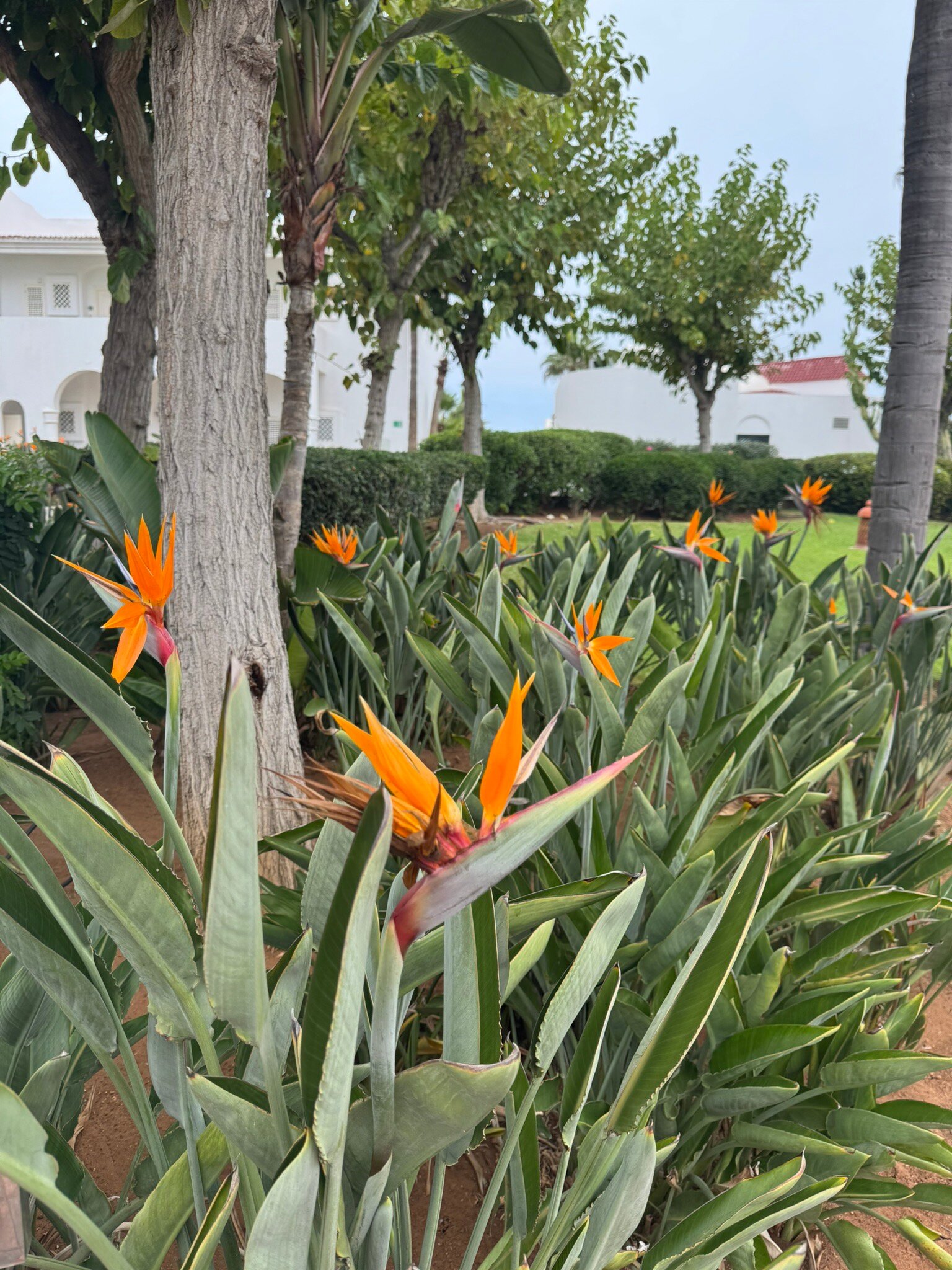 L'Amphitrite Palace Beach Hotel-官方