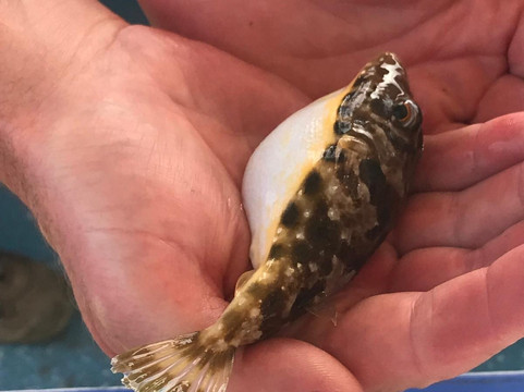 Pepe Boat Fishing Lanzarote-卡拉罗港口必去景点