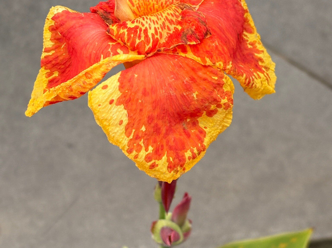 Pension Pare Lodge主图