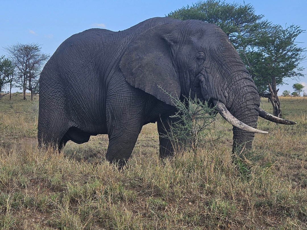 Tanzania Roadside Expeditions-阿鲁沙必去景点