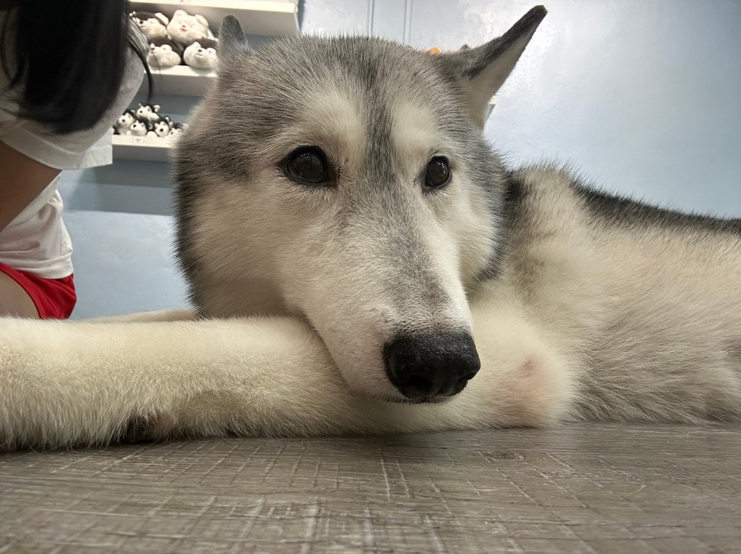 Hahahusky-马六甲必去景点