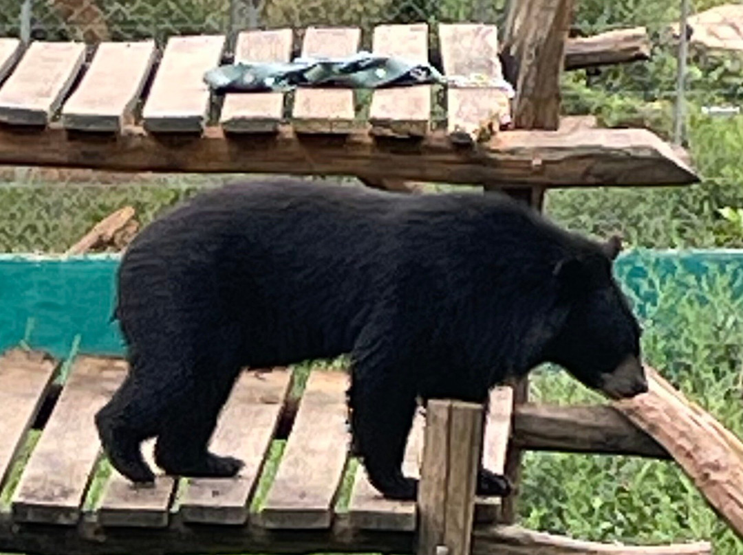 Free the Bears-琅勃拉邦必去景点
