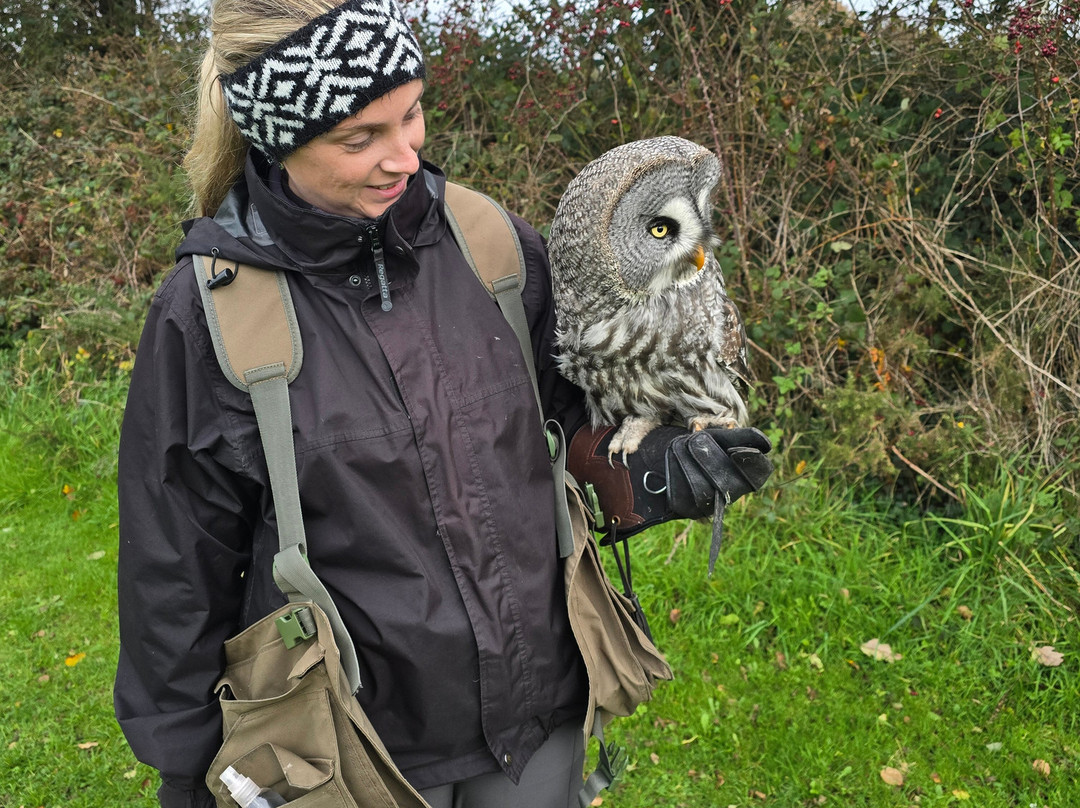 Falconry Kerry-基拉尼必去景点