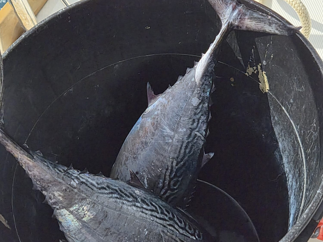 Catamaran Adventures San Blas-埃尔波韦尼尔必去景点