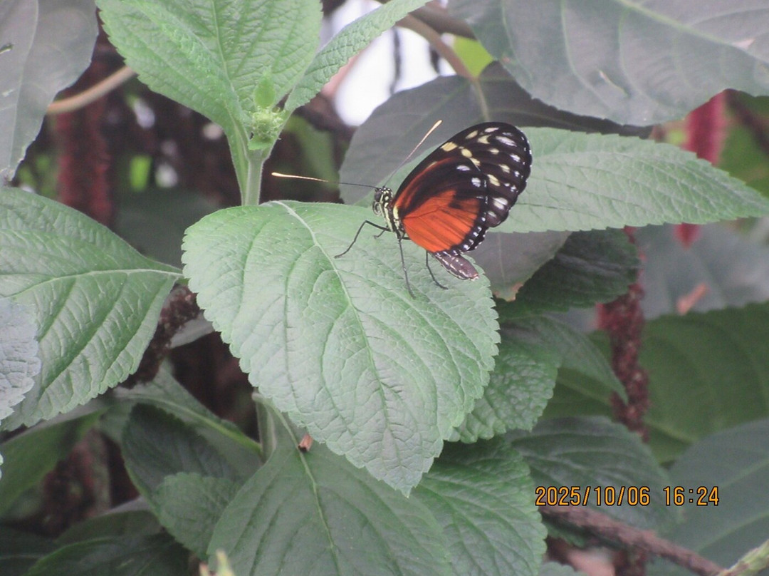 The Leaf-温尼伯必去景点