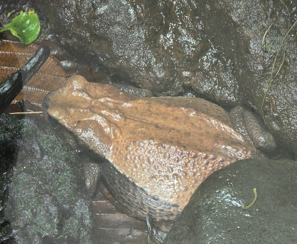 Wikiri Sapoparque-基多必去景点
