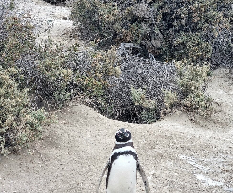 El Pedral-Punta Ninfas必去景点