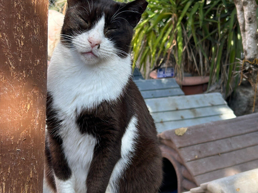 Tala Monastery Cat Park-Tala必去景点