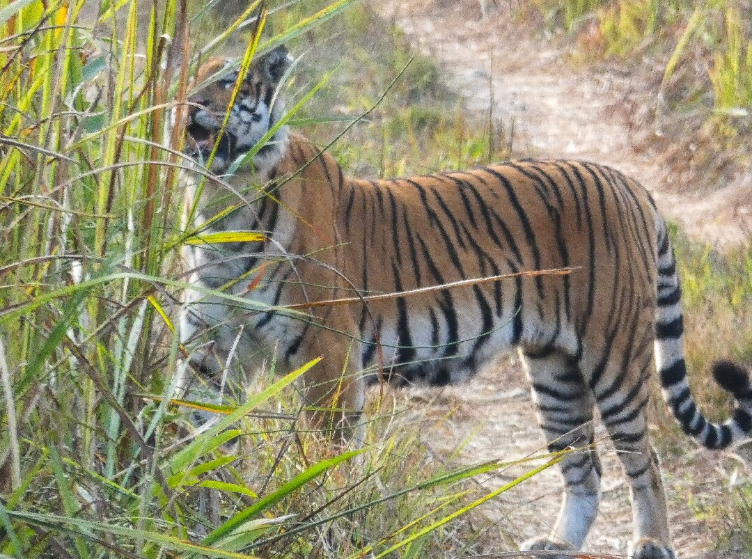 Chitwan National Park-苏拉哈必去景点