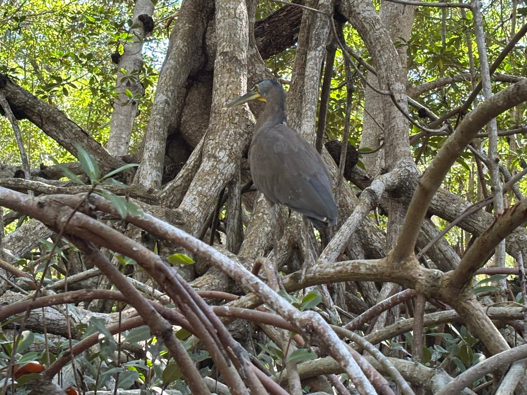 Guardianes De Los Manglares De Dzinintún-塞莱斯顿必去景点