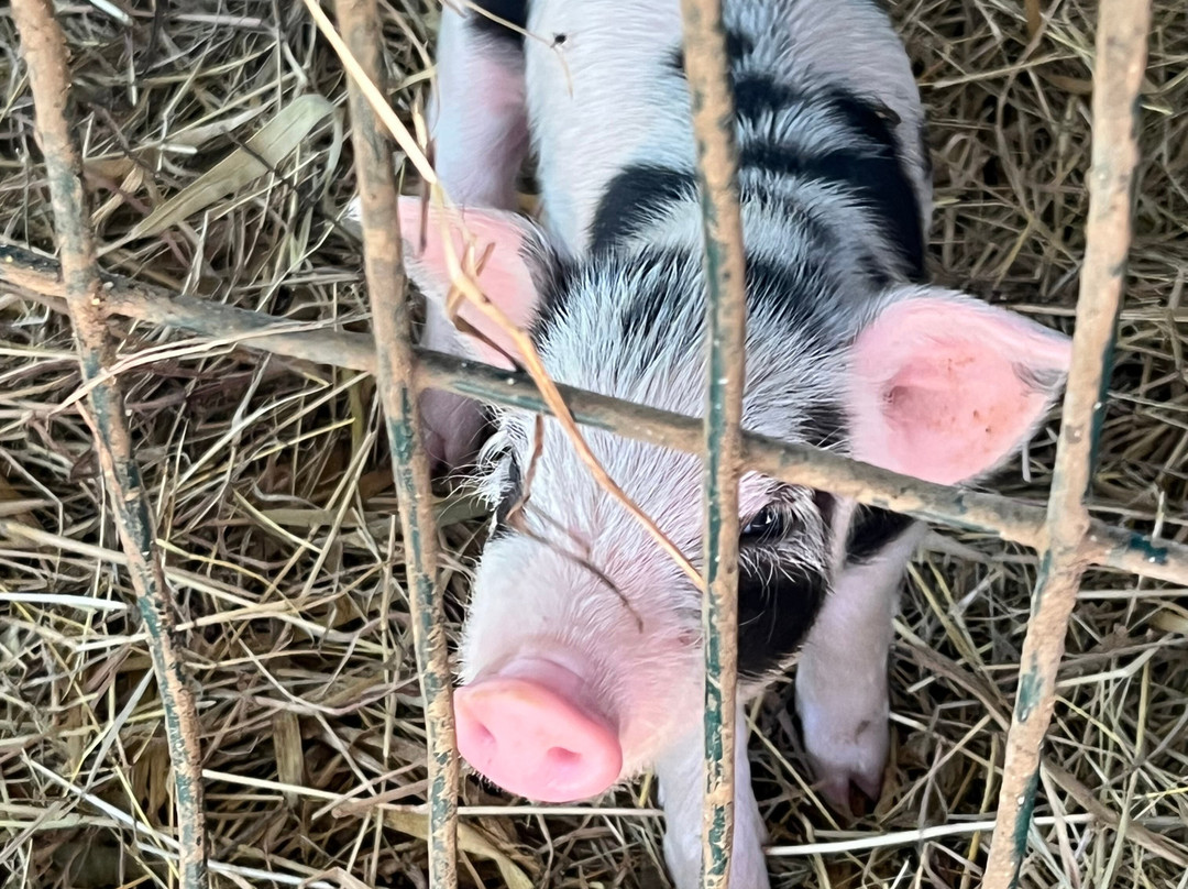 The Monkey Farm-Playa Ocotal必去景点