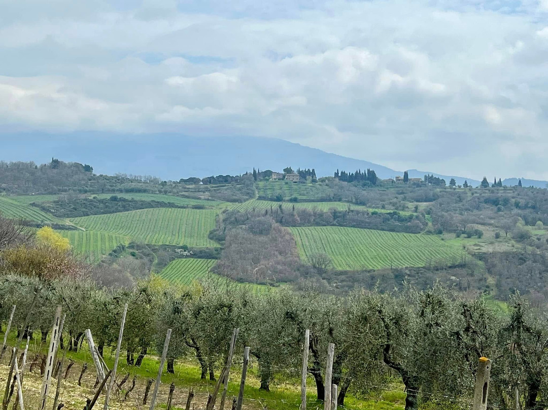 Azienda Agricola Cincinelli