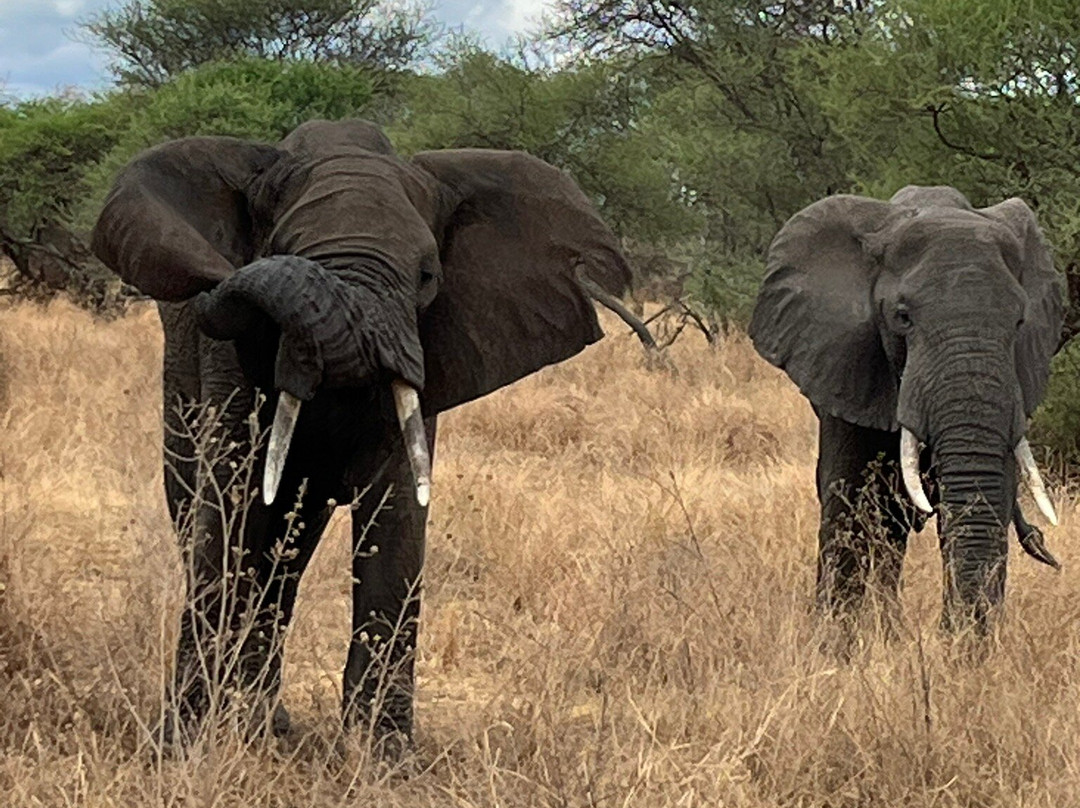African Queen Adventures-阿鲁沙必去景点