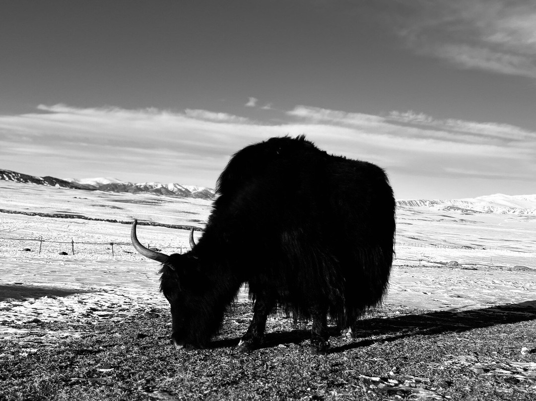 Sayat Travel-Olgiy必去景点