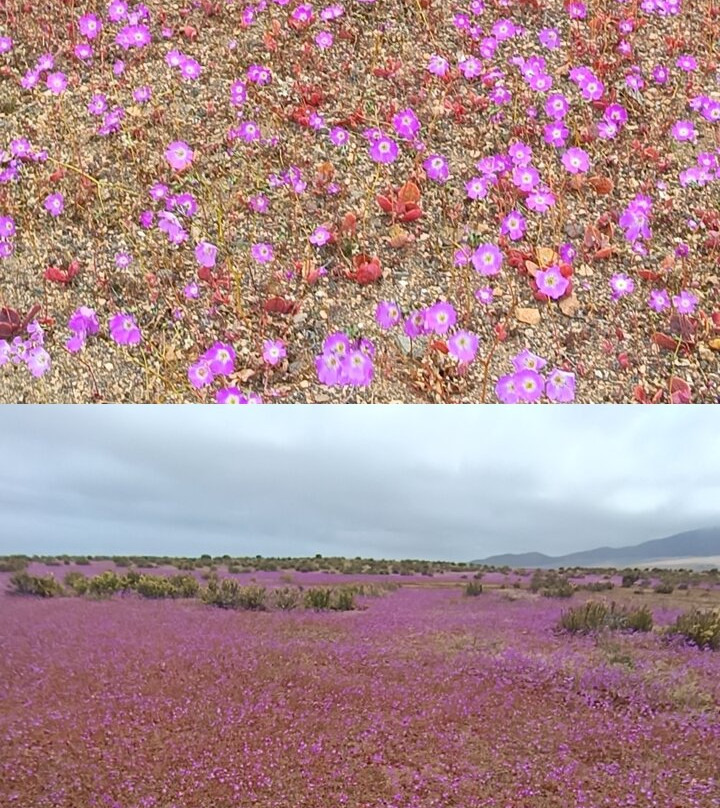 GeoTurismo Atacama-Caldera必去景点