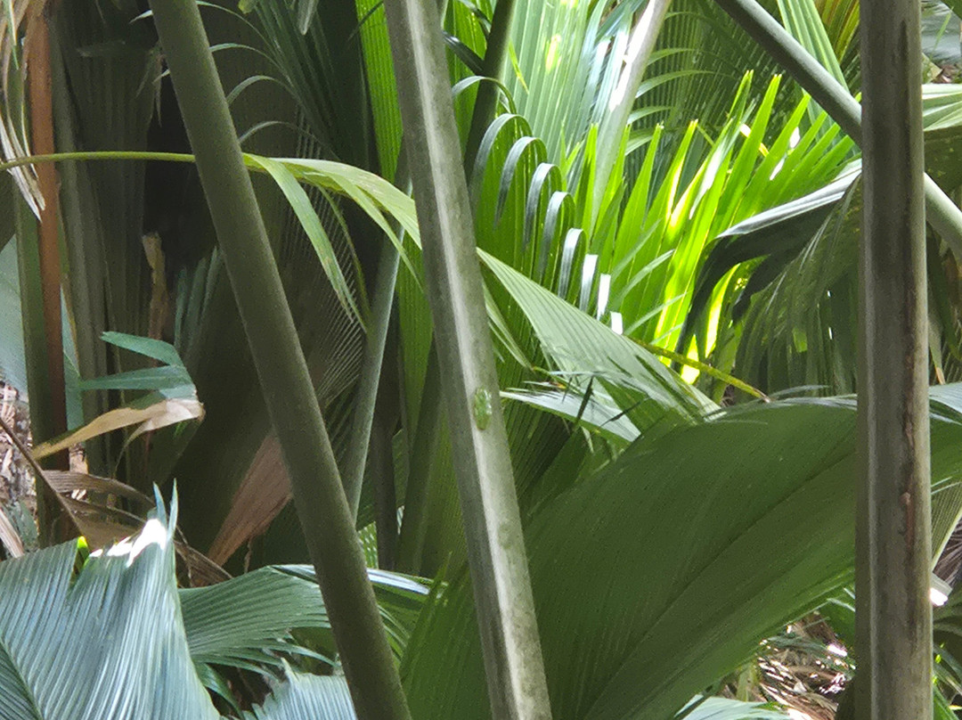 Dave's  Tour-普拉兰岛必去景点